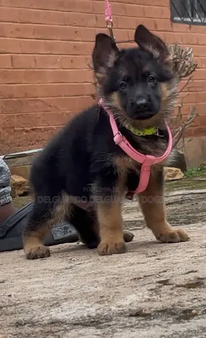 1-3 months Male Purebred German Shepherd
