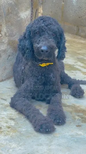 1+ year Male Purebred Poodle