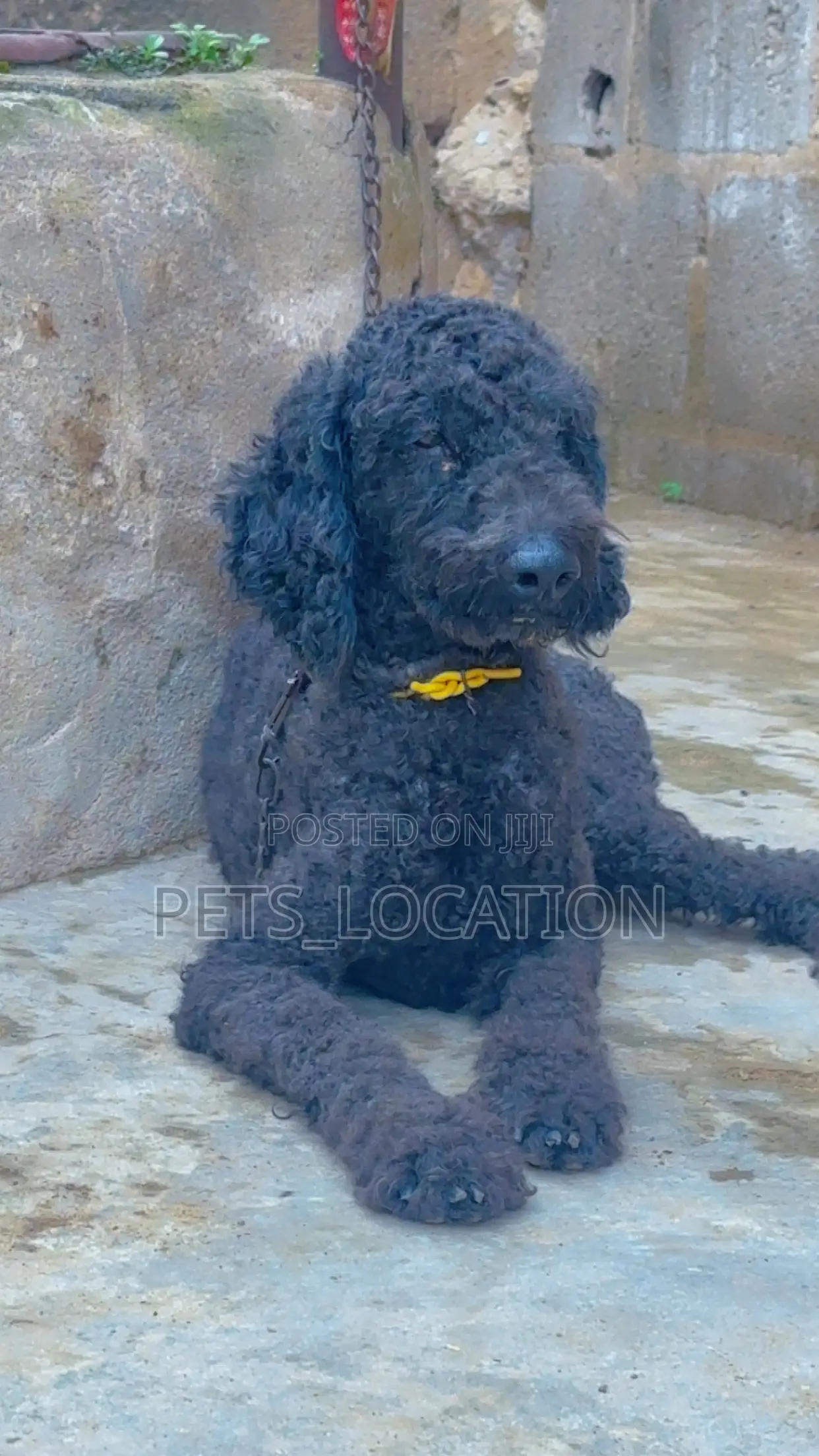 1+ year Male Purebred Poodle