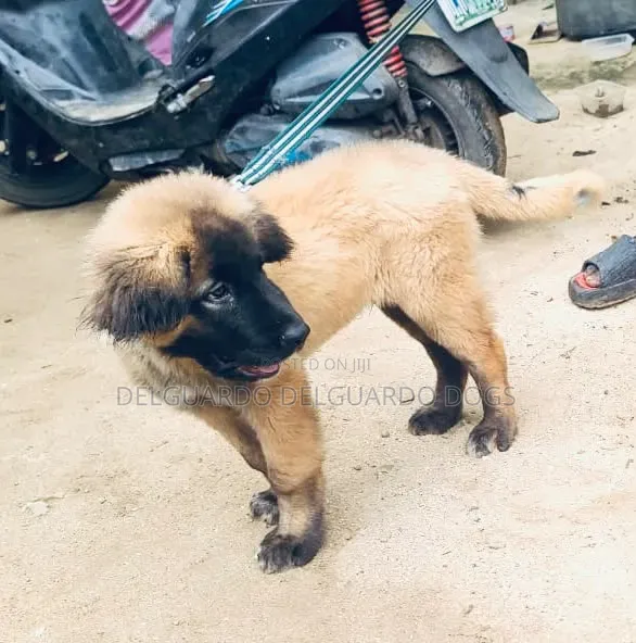 1-3 months Female Purebred Caucasian Shepherd