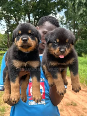 1-3 months Female Purebred Rottweiler