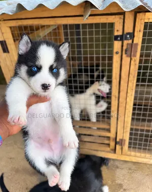 1-3 months Male Purebred Siberian Husky