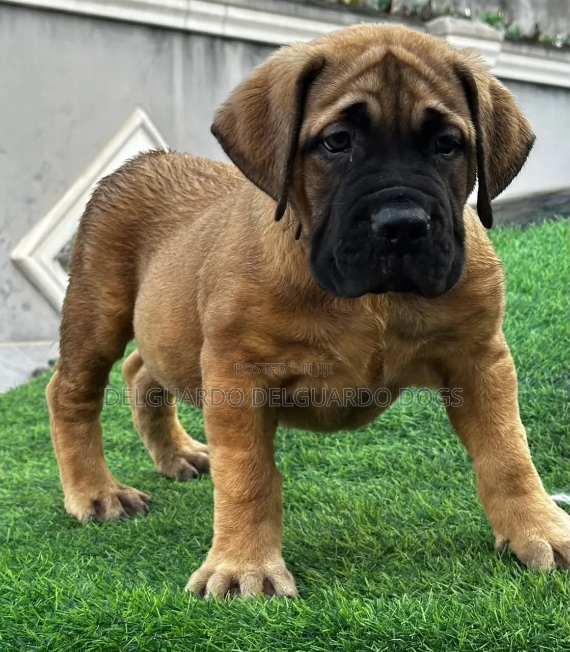 1-3 months Female Purebred Boerboel