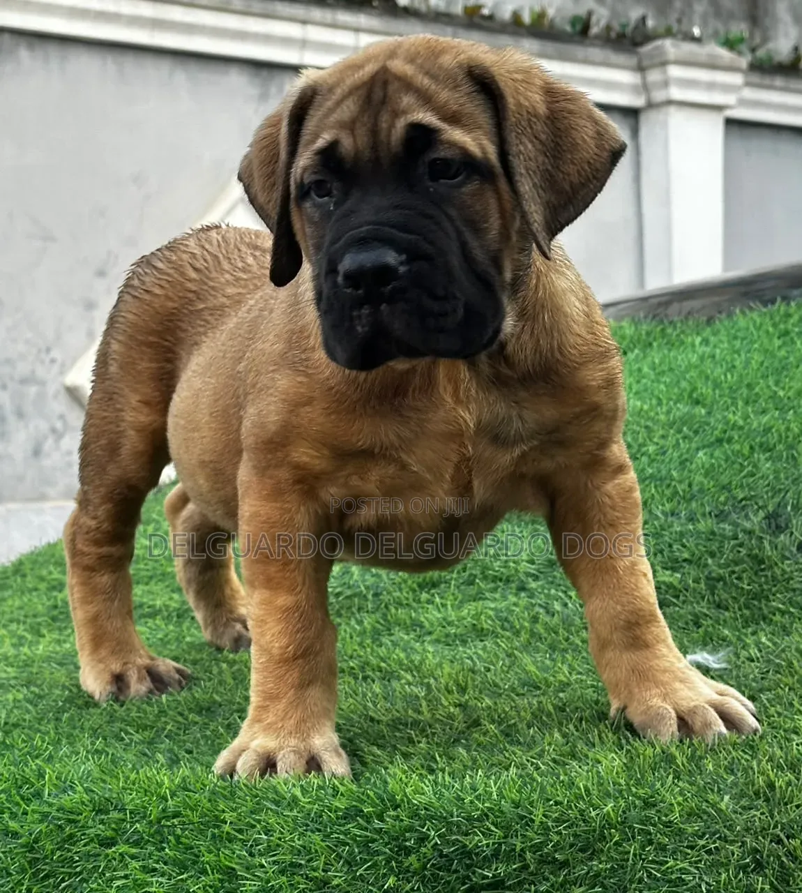1-3 months Female Purebred Boerboel