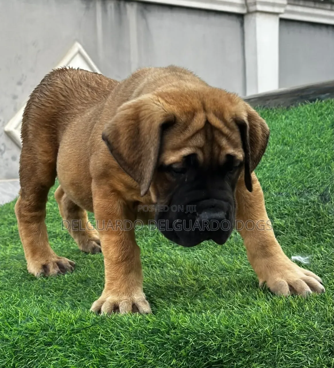 1-3 months Female Purebred Boerboel