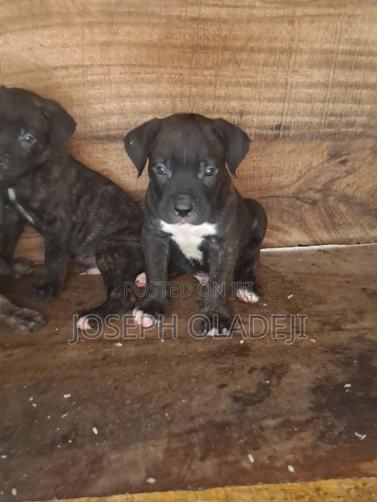 1-3 months Male Purebred Cane Corso