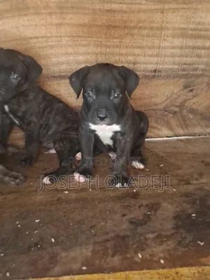 1-3 months Male Purebred Cane Corso