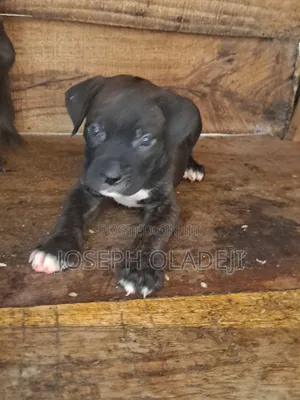 1-3 months Male Purebred Cane Corso
