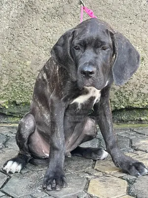 3-6 months Male Purebred Cane Corso