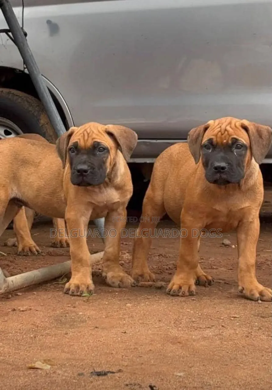 1-3 months Female Purebred Boerboel