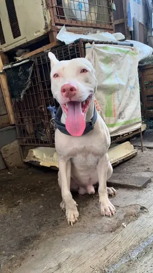 1+ year Male Purebred American Pit Bull Terrier