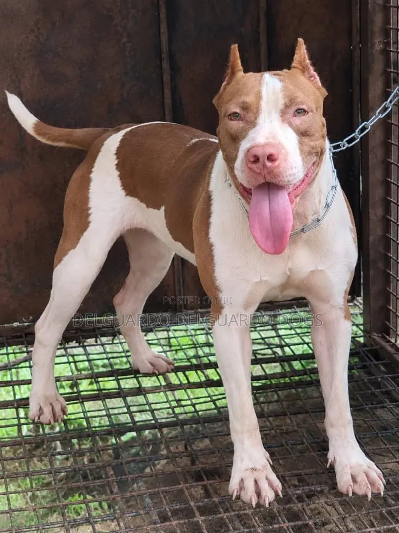 1+ year Female Purebred American Pit Bull Terrier