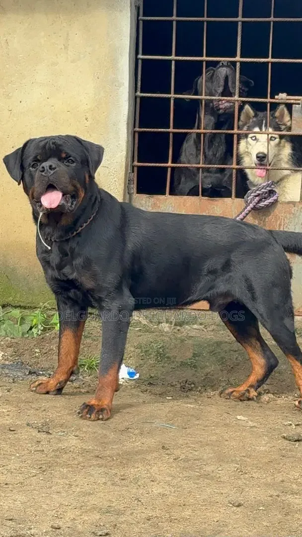 1+ year Male Purebred Rottweiler