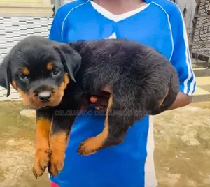 1-3 months Male Purebred Rottweiler