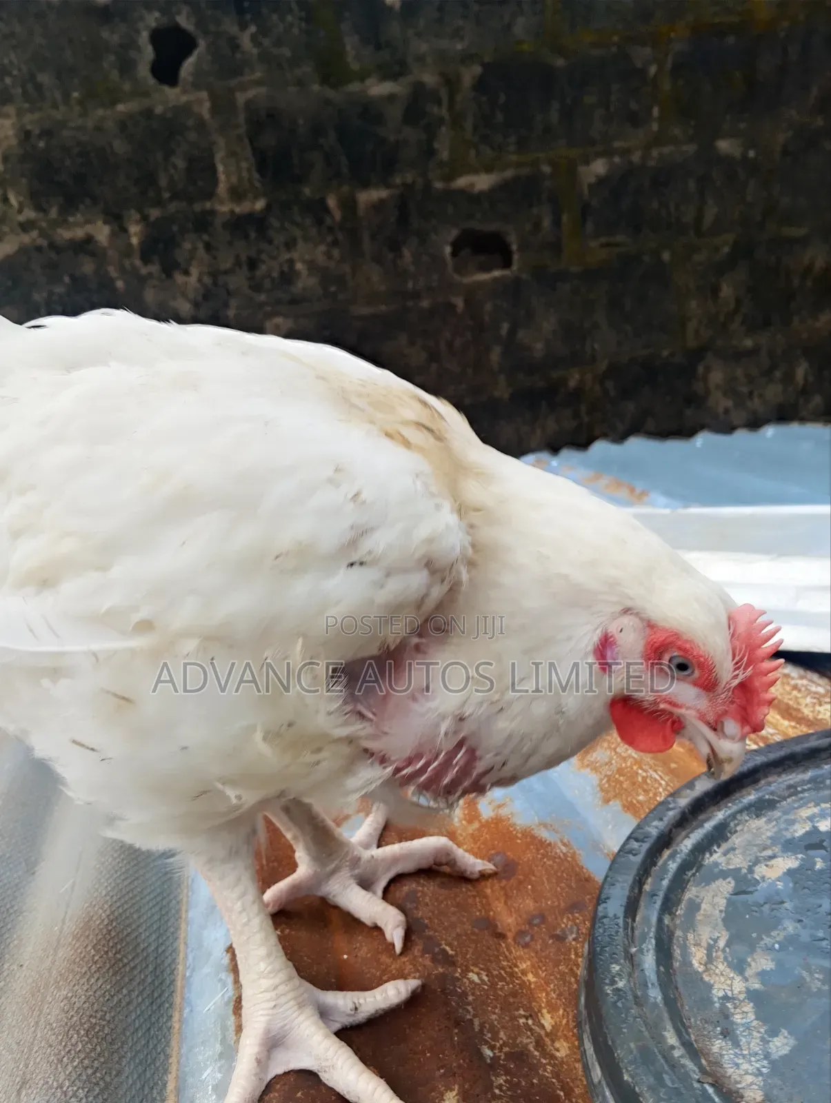 Weighty Broiler Chicken