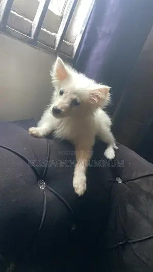 1-3 months Male Purebred American Eskimo