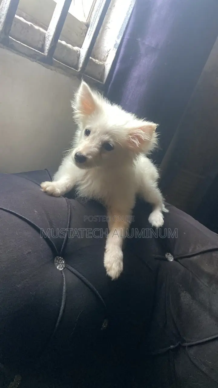 1-3 months Male Purebred American Eskimo