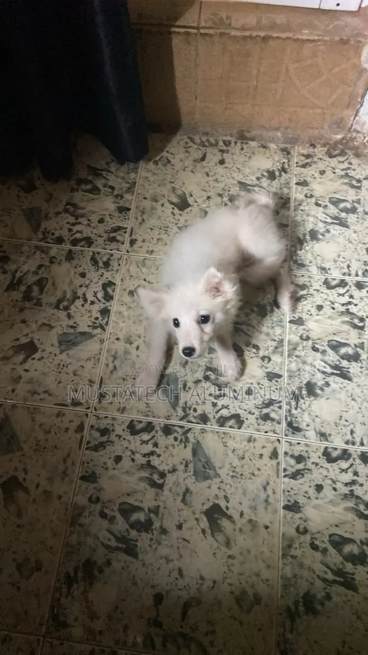 1-3 months Male Purebred American Eskimo