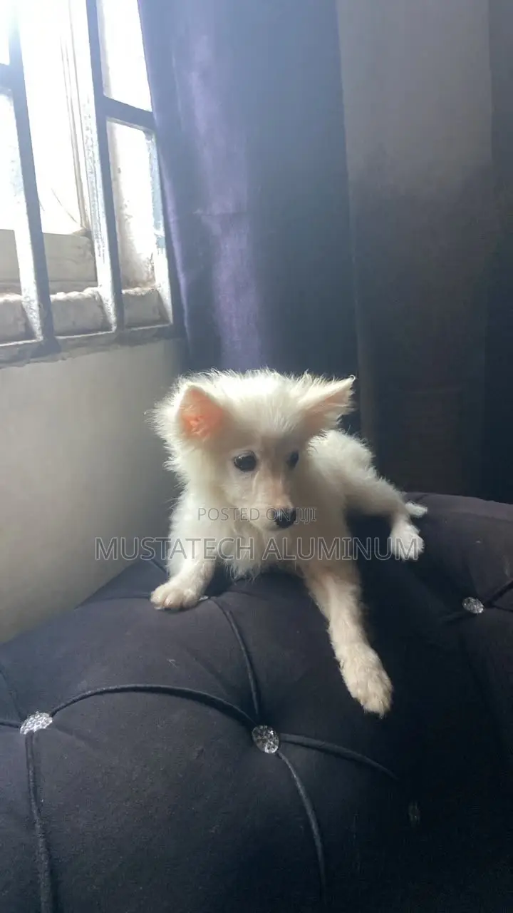 1-3 months Male Purebred American Eskimo