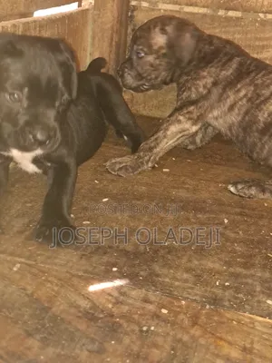 1-3 months Male Purebred Cane Corso