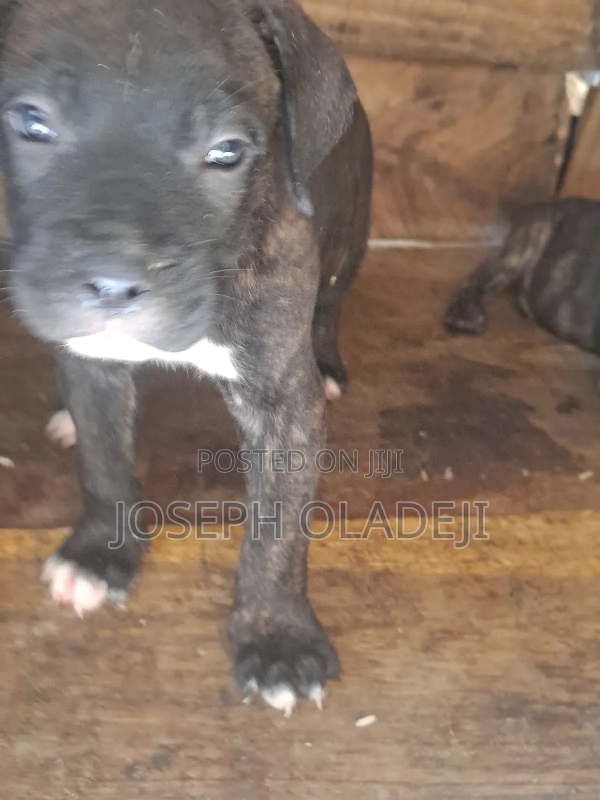 1-3 months Male Purebred Cane Corso