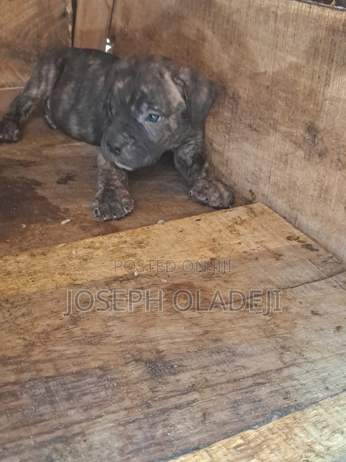 1-3 months Male Purebred Cane Corso