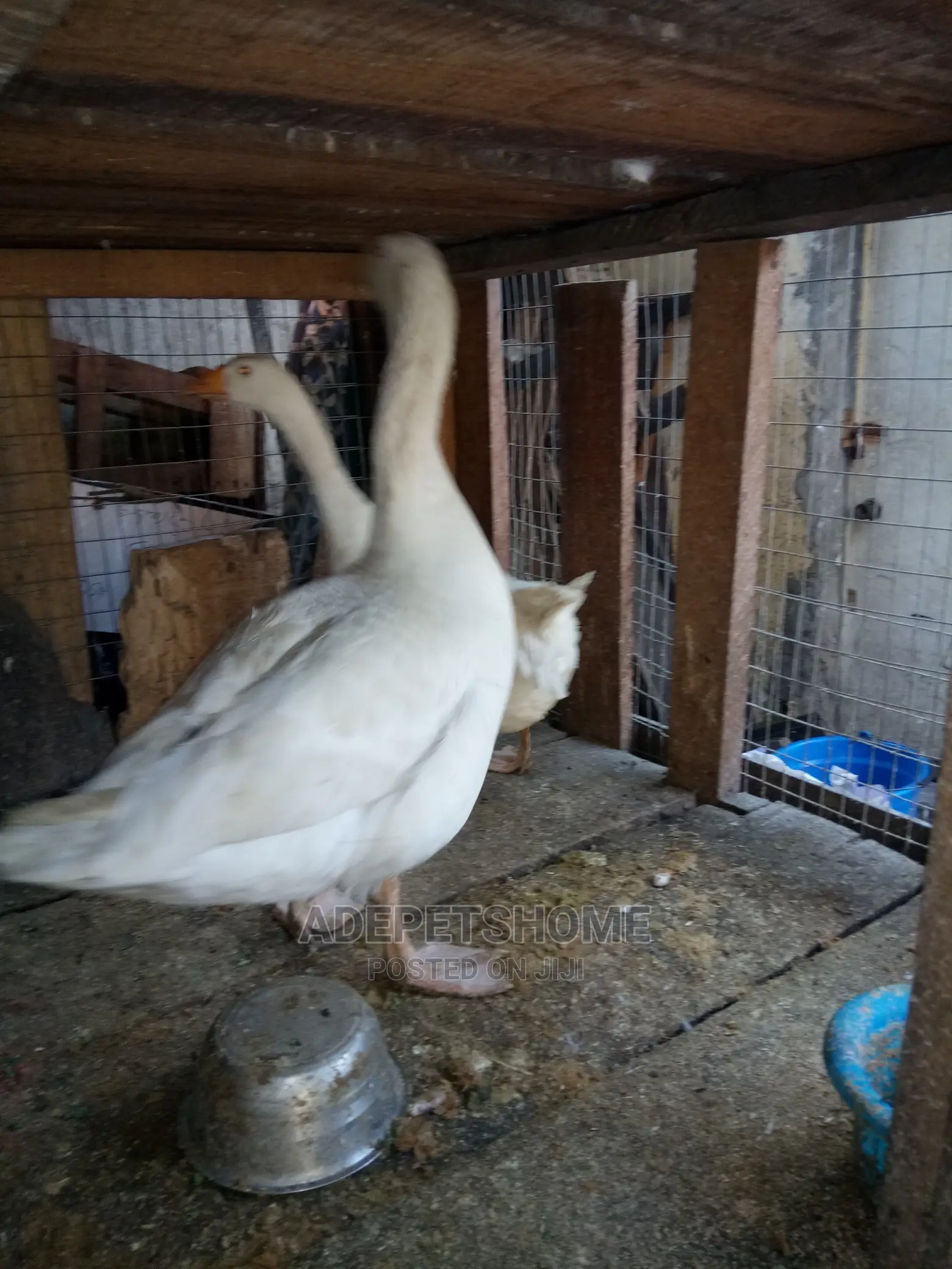 Goose and Geese for Sale