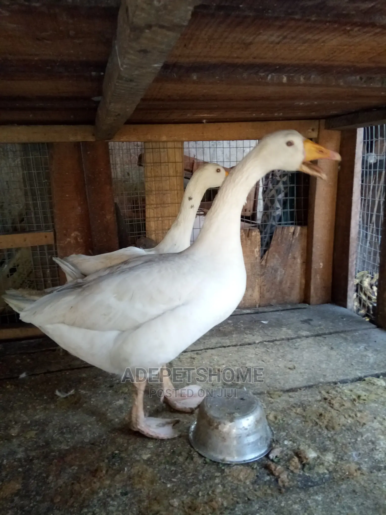 Goose and Geese for Sale