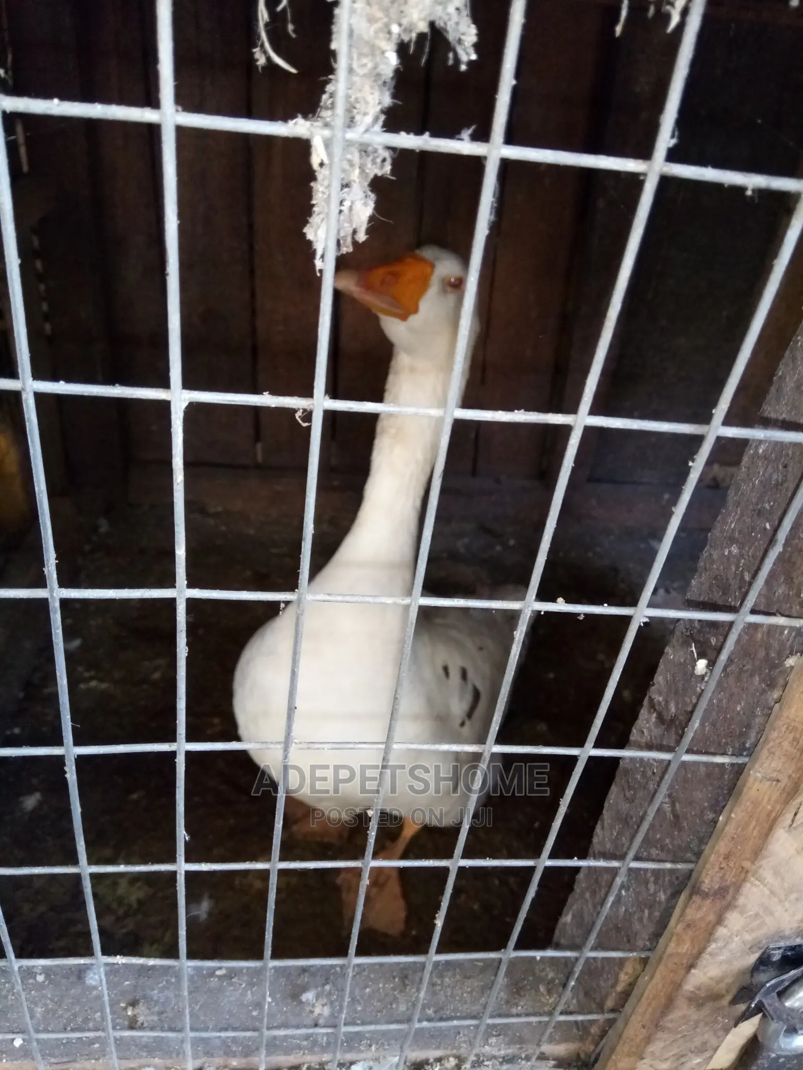 Goose and Geese for Sale