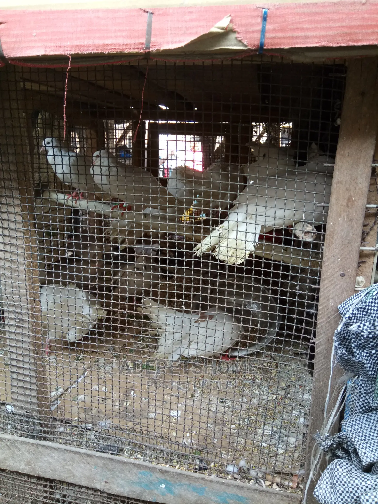 Fantail Foreign Peagons For Sale