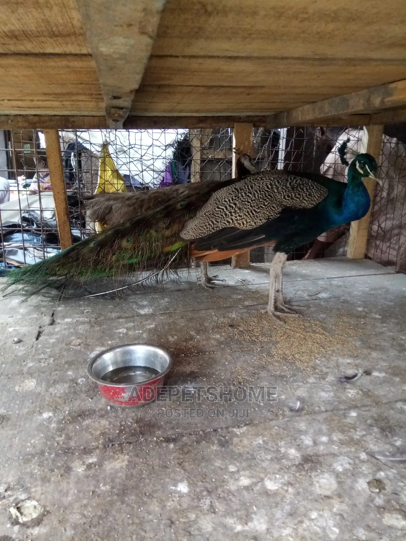 Male and Female Peacocks for Sale