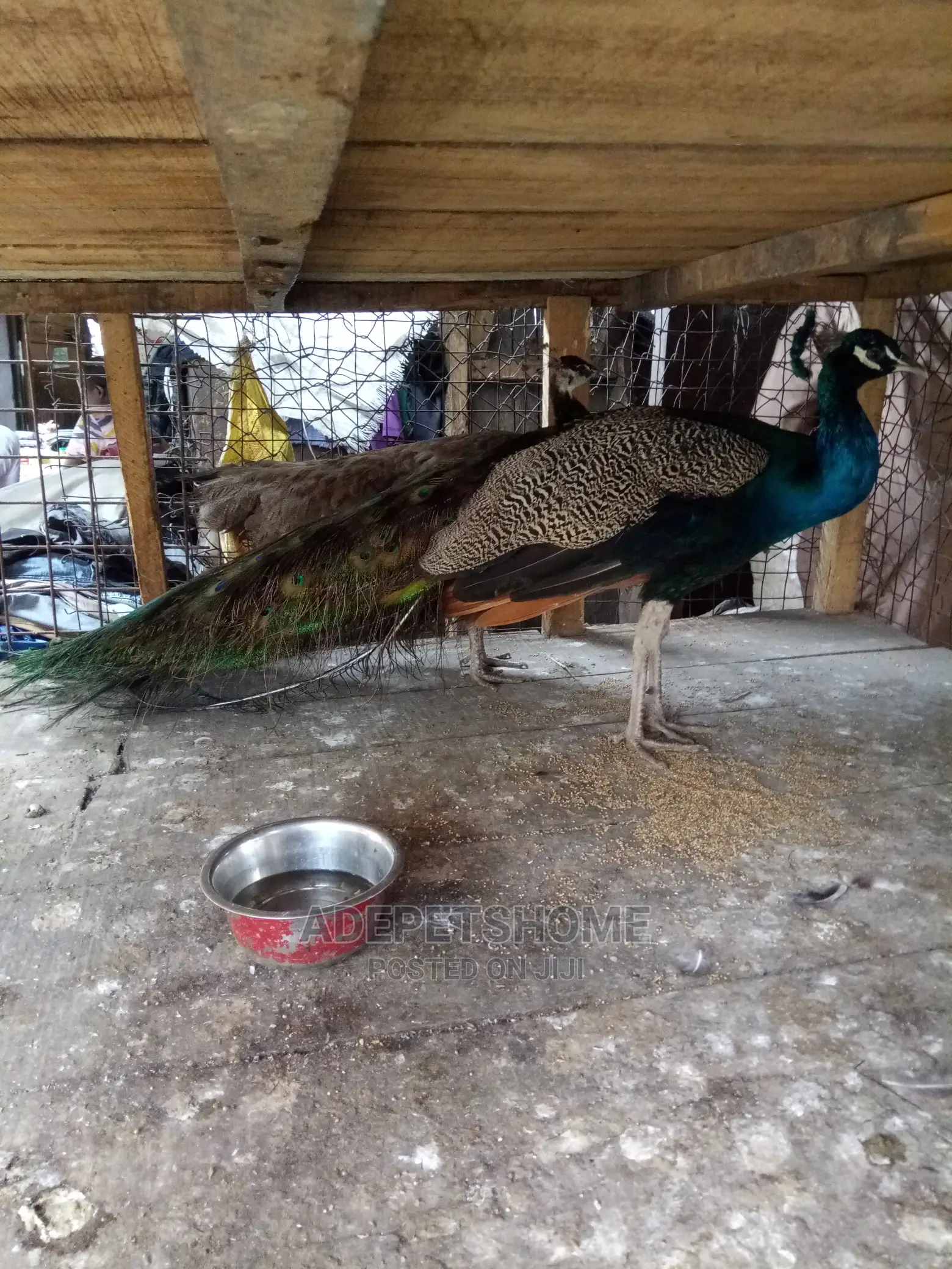 Male and Female Peacocks for Sale