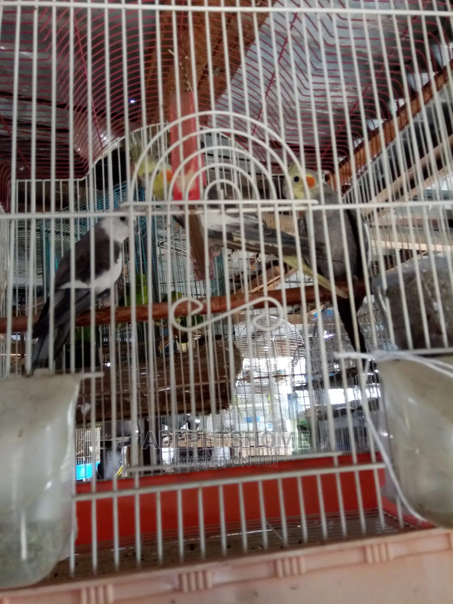 Cockatoo Pair For Sale