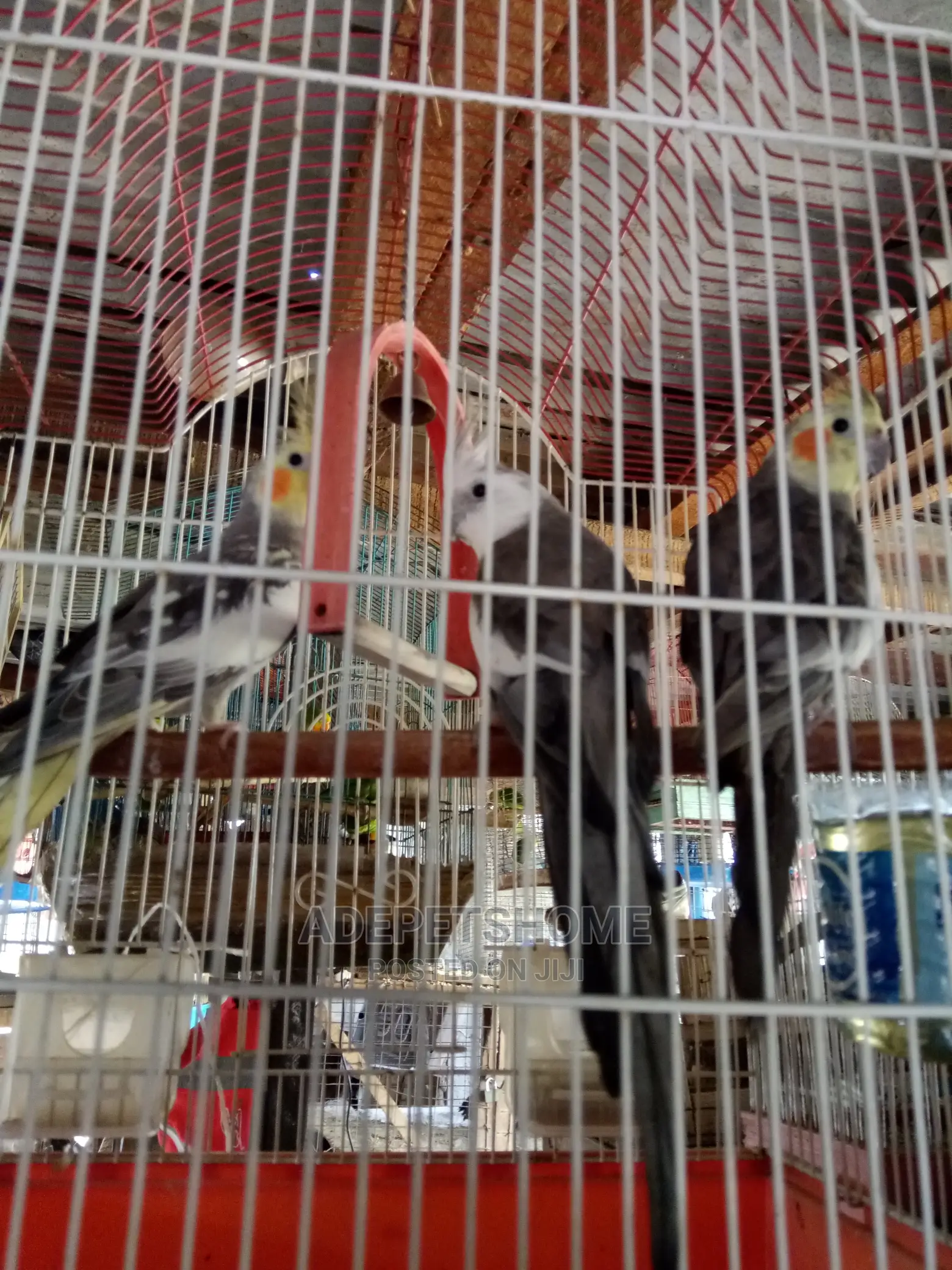 Cockatiels Parrots for Sale