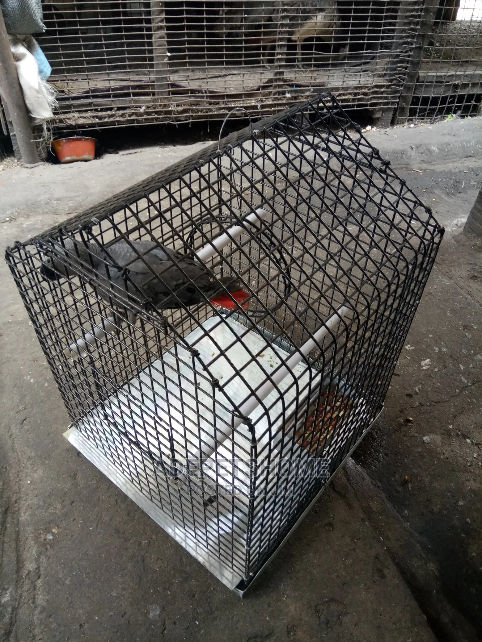 Parrot Cages For Sale