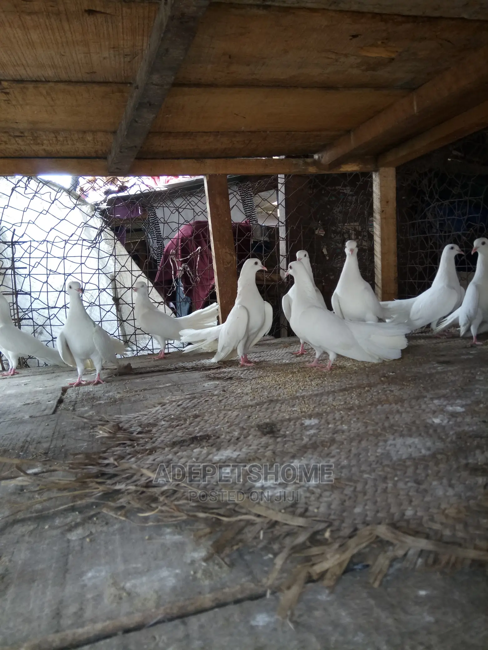 Pair Fantail Pigeons For Sale