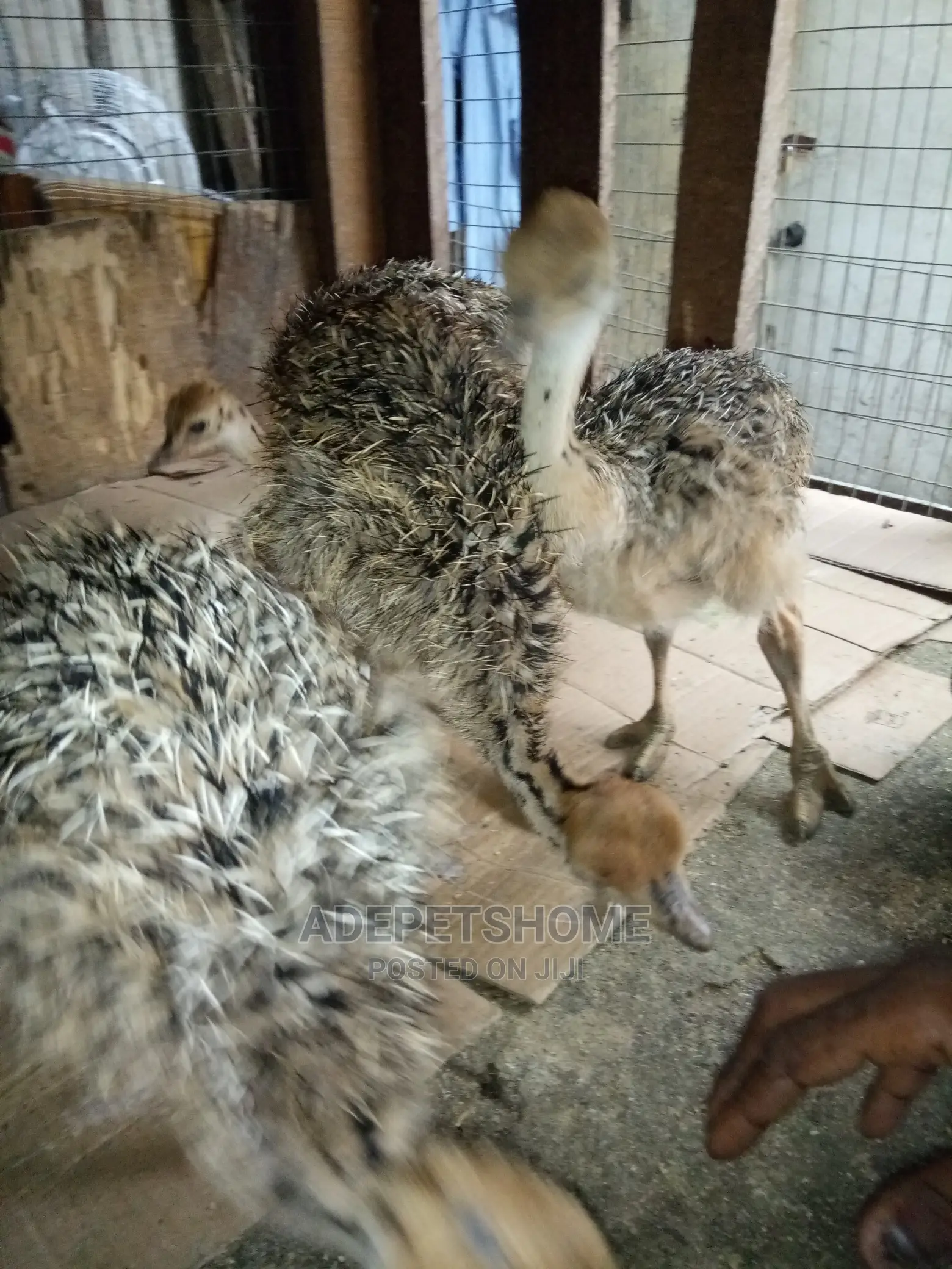 Baby Ostriches For Sale