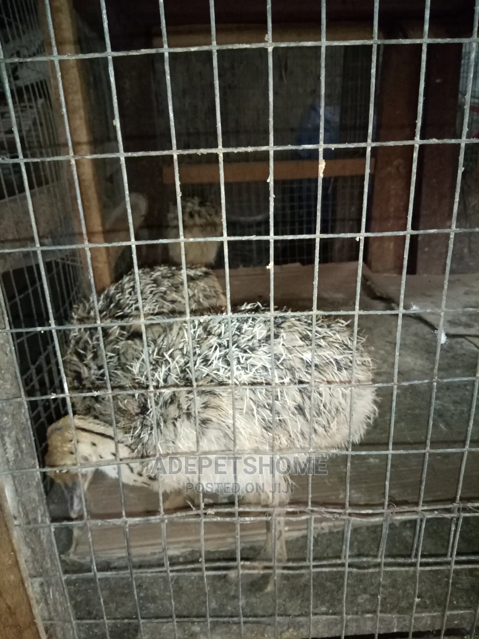 Baby Ostriches For Sale