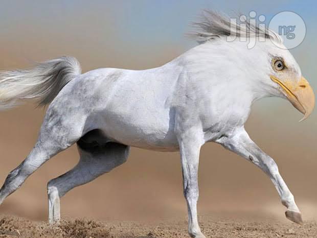 Learn How Use Photoshop in 4 WKS