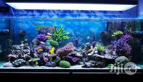 Aquarium Designs And Installations