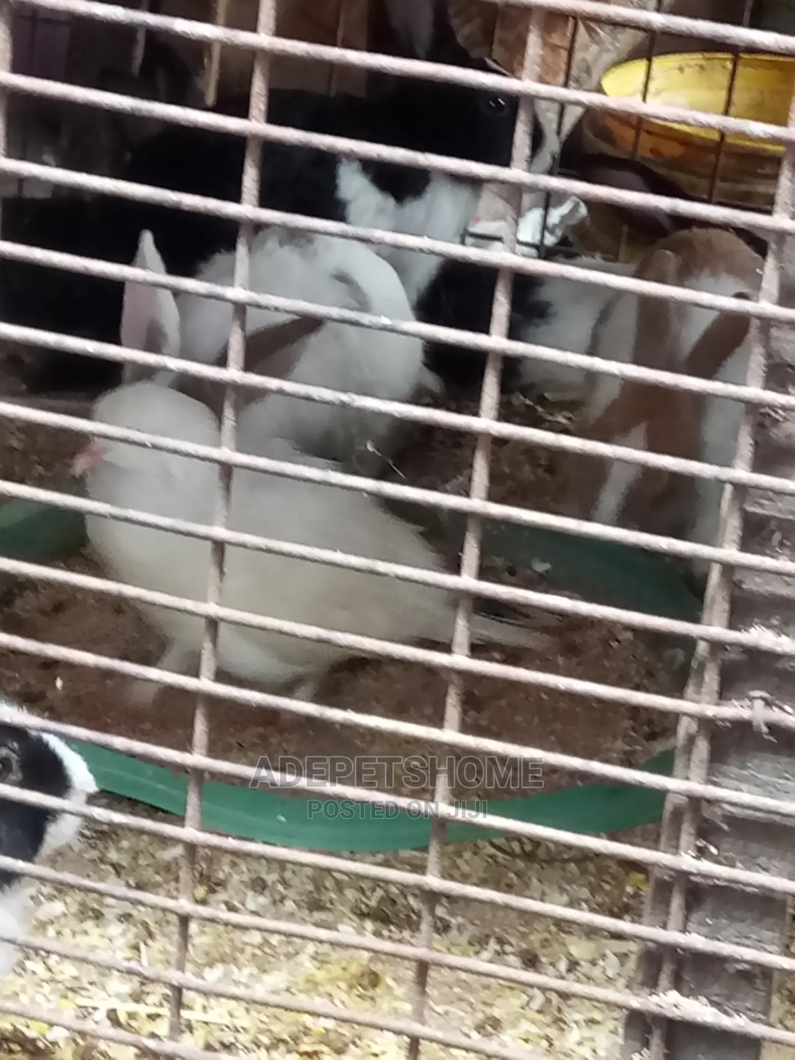 Matured Rabbits for Sale