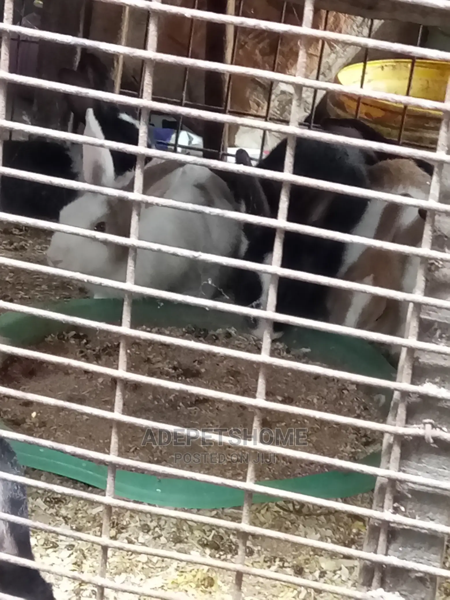 Matured Rabbits for Sale