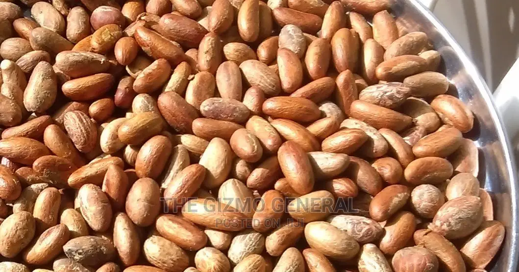 Fresh Bitter Kola - Garcinia Kola 50kg