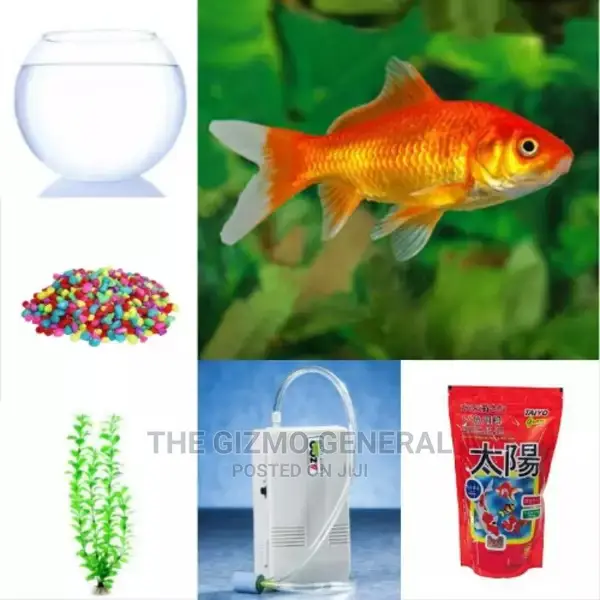 A Comet Aquarium Goldfish + Fish Bowl Complete Kit