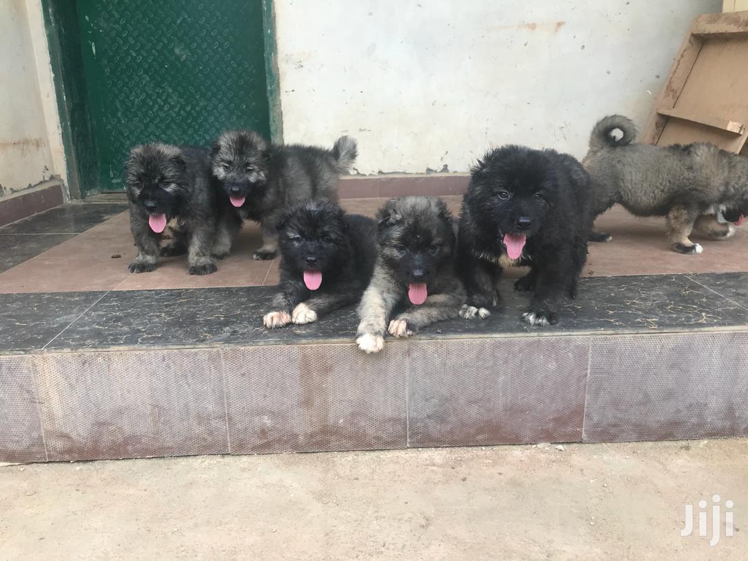 1-3 months Male Purebred Caucasian Shepherd