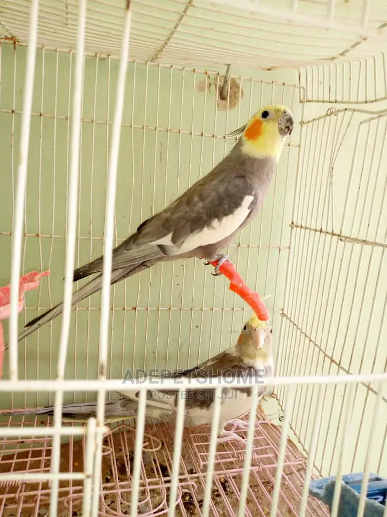 Cockatiel Parrots for Sale