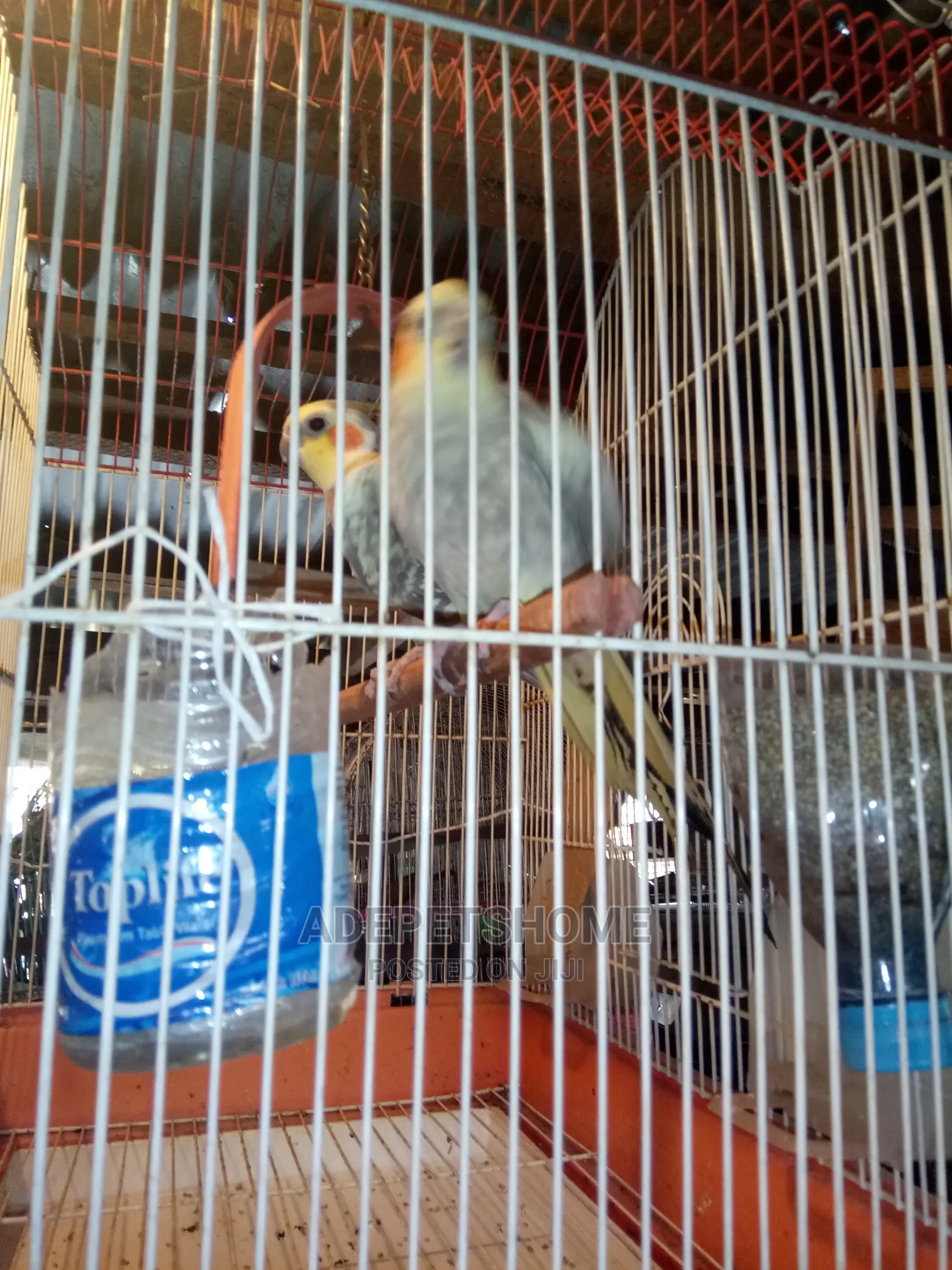 Cockatiel Parrots for Sale