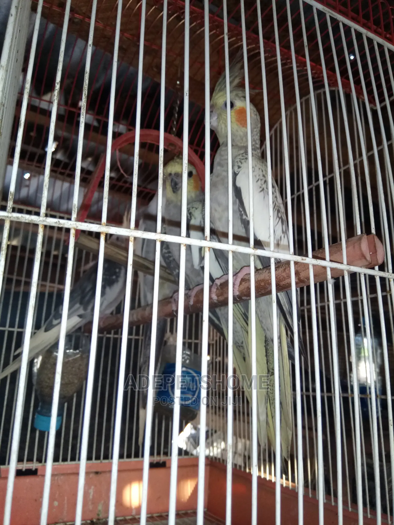 Cockatiel Parrots for Sale