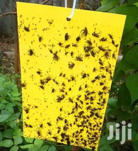 Traps For Insects In Stock