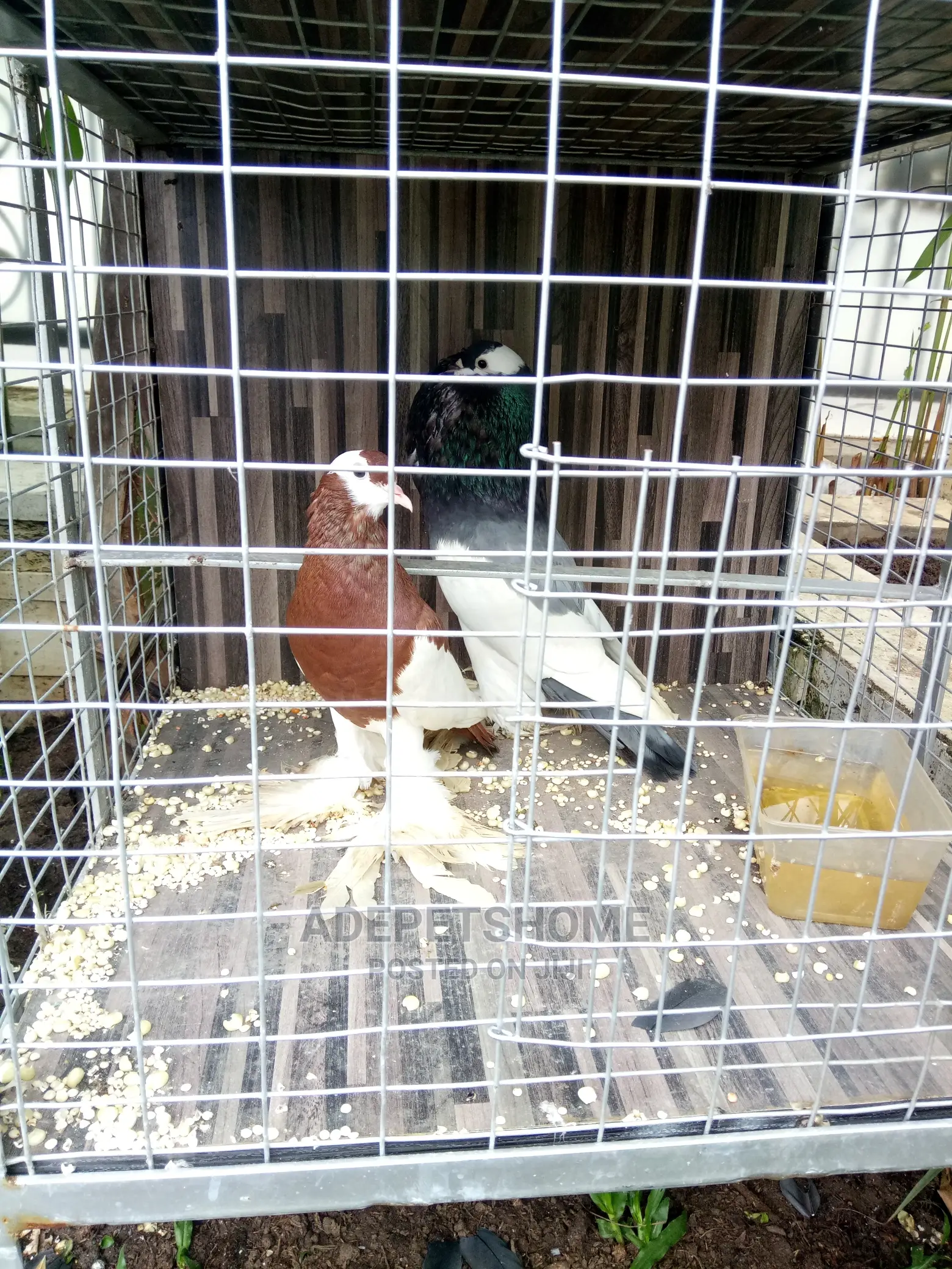 Revised Wing Pouter For Sale
